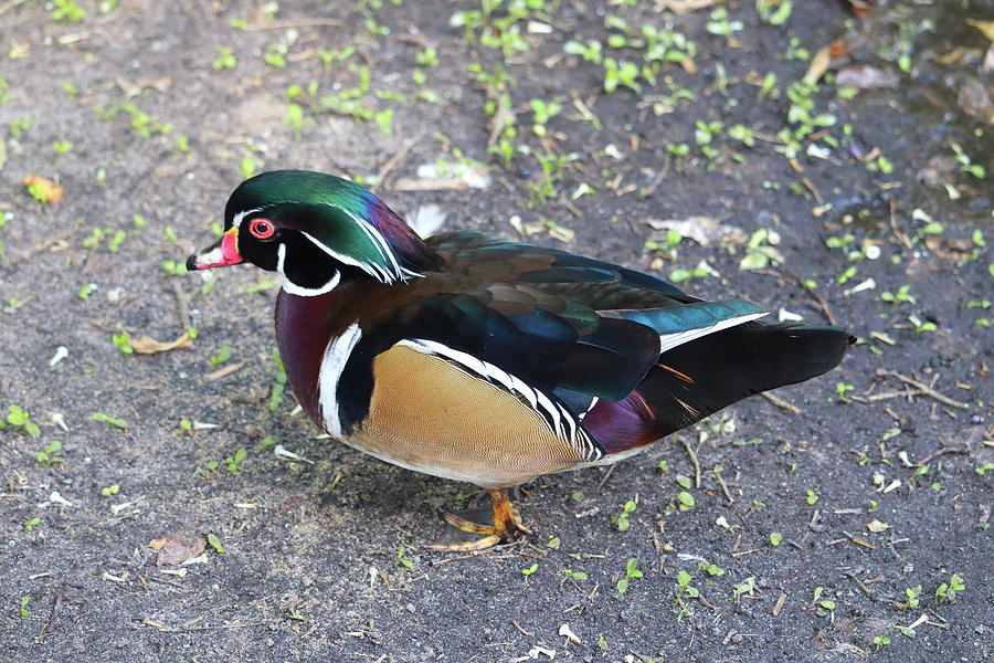 Bird Photograph - Colorful duck  by Dianna Tatkow