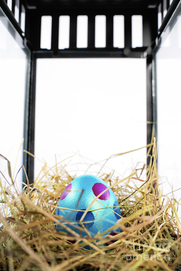 Colorful Easter egg in a nest within a decorative lantern Photograph by Mendelex Photography