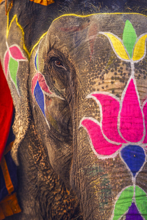 Colorful elephant, Jaipur Photograph by JulieanneBirch