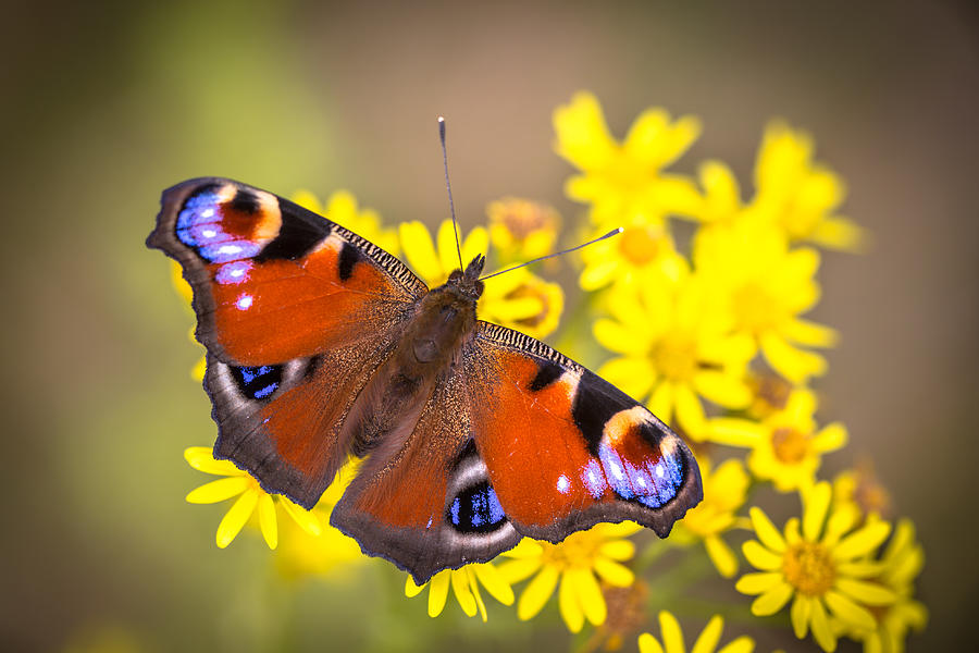 Colorful European Peacock butterfly Photograph by CreativeNature_nl