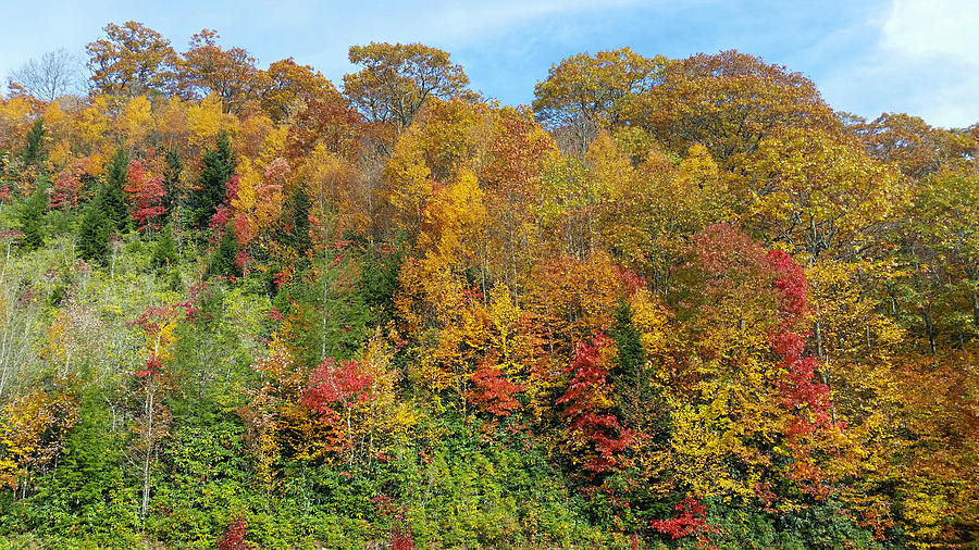 Colorful Fall by Ally White Colorful Fall by Ally White