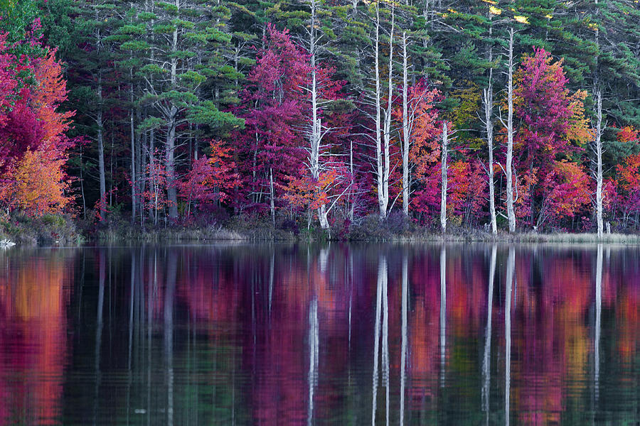 Colorful Fall Photograph by Denise Kopko