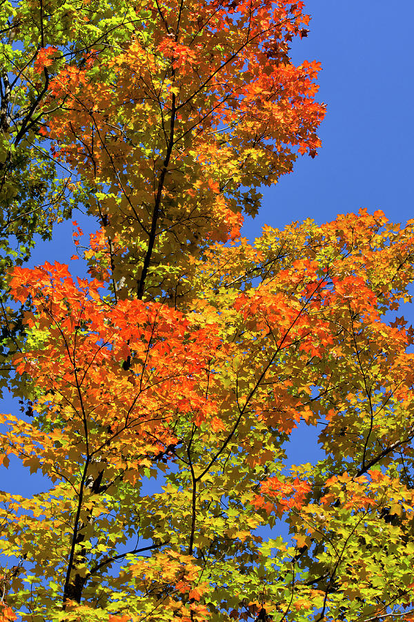 Colorful Fall Foliage Photograph by Christina Rollo
