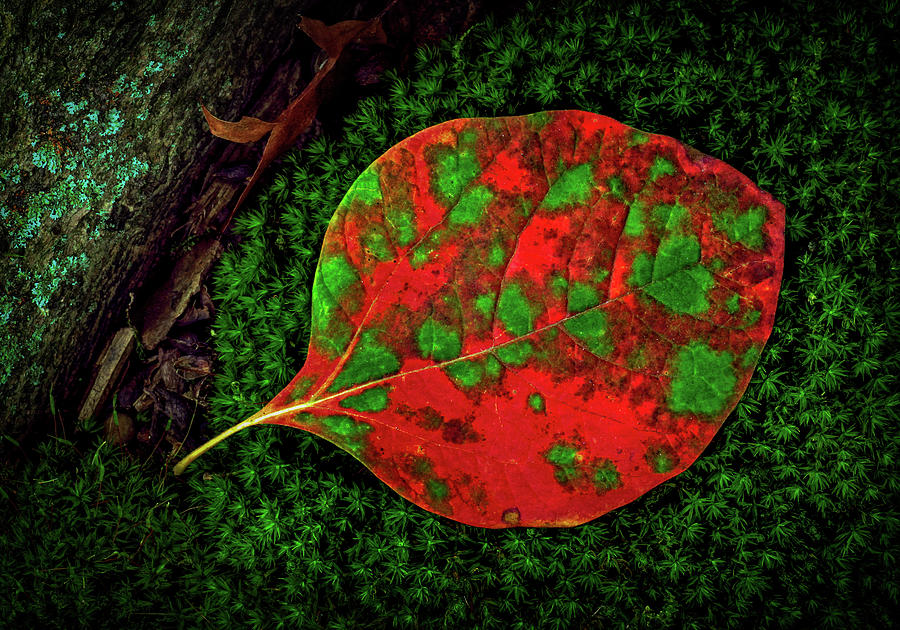 Colorful Fall Leaf on Moss Photograph by Carolyn Derstine