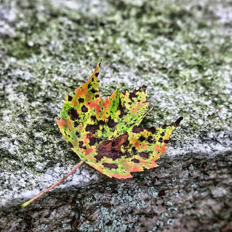Colorful Fall Leaf Photograph by Scott Burd