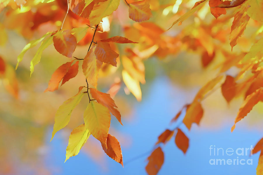 Nature Photograph - Colorful Fall Leaves by Ava Reaves