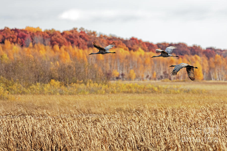 Colorful Fall Migration in Crex Meadows Photograph by Natural Focal Point Photography