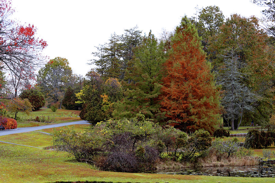 Colorful fall Setting Photograph by Imagery-at- Work