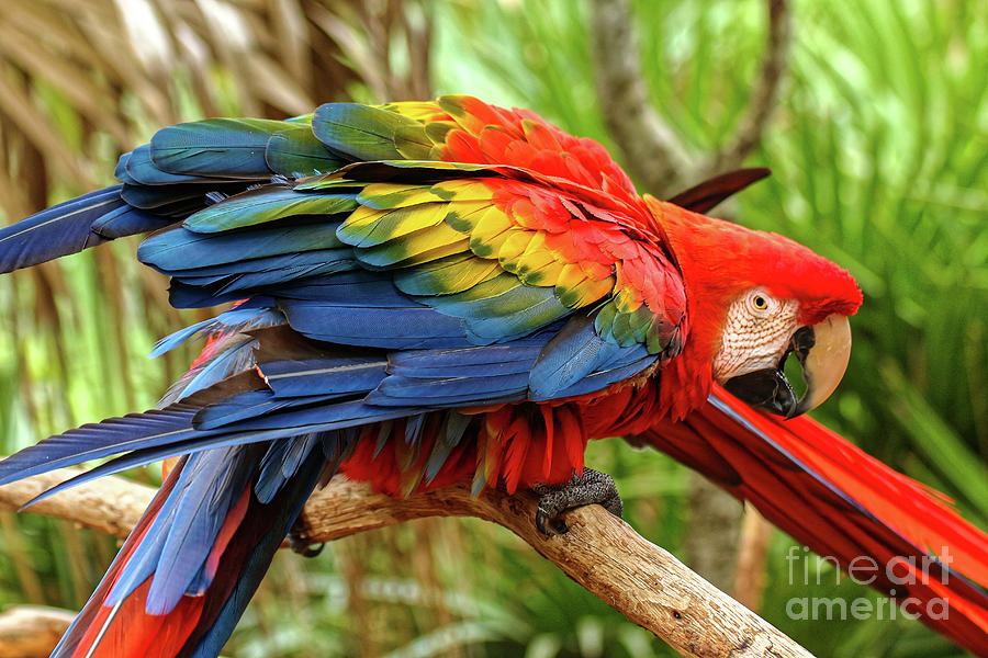 Colorful Feathers Photograph by Jo Ann Gregg