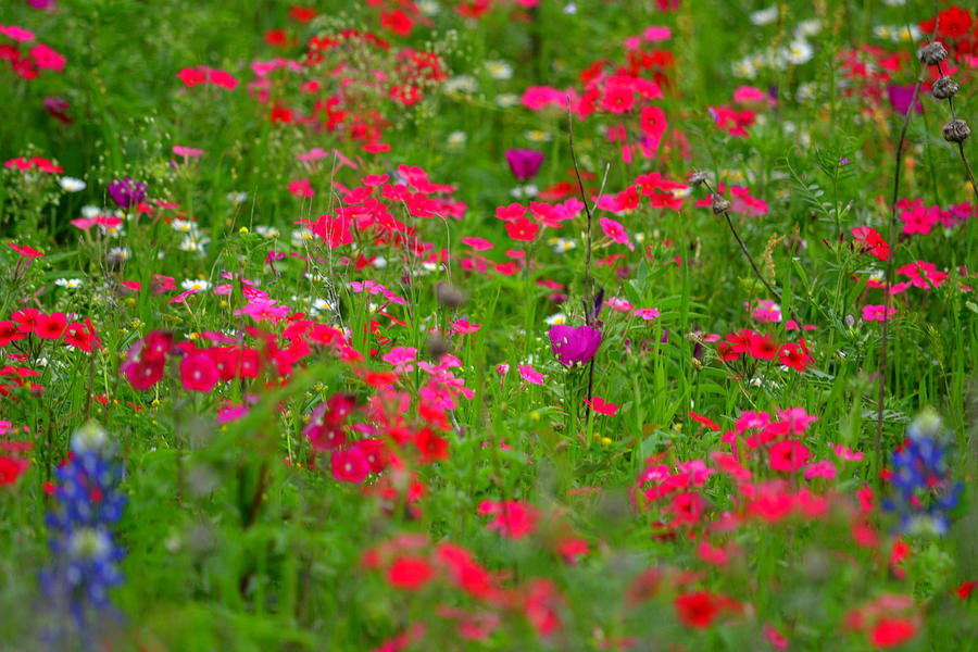 Colorful field Photograph by Brenda Shoemake - Fine Art America