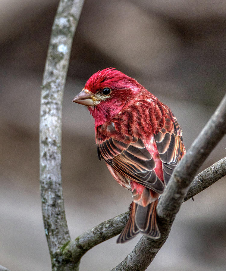 Colorful Finch Photograph by Paul Freidlund