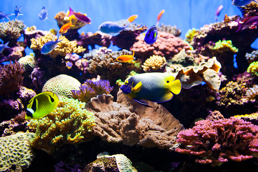 Colorful Fish Aquarium Photograph by AMR Image