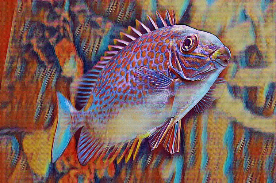 Colorful Fish Art Mixed Media