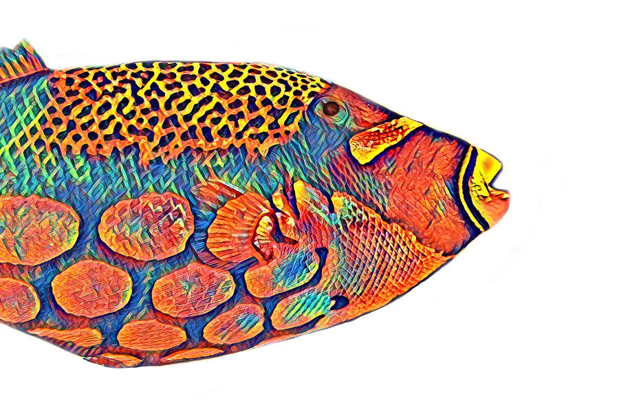 Colorful Fish Digital Art by La Moon Art