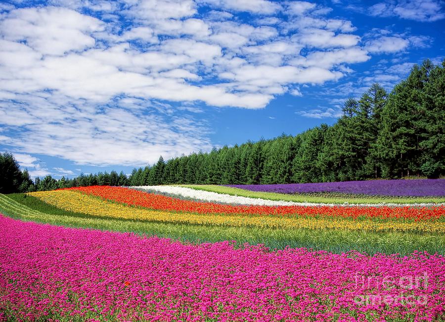 Colorful Flower Field Painting by Alexandra Arts - Fine Art America