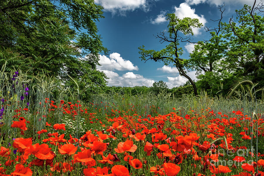 Colorful Flower Meadow With Poppy And Marguerite In River Danube Wetlands Nationalpark In Austria Photograph by Andreas Berthold