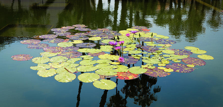 Colorful Flowered Lilly Pads on Pond Photograph by Christine Ley