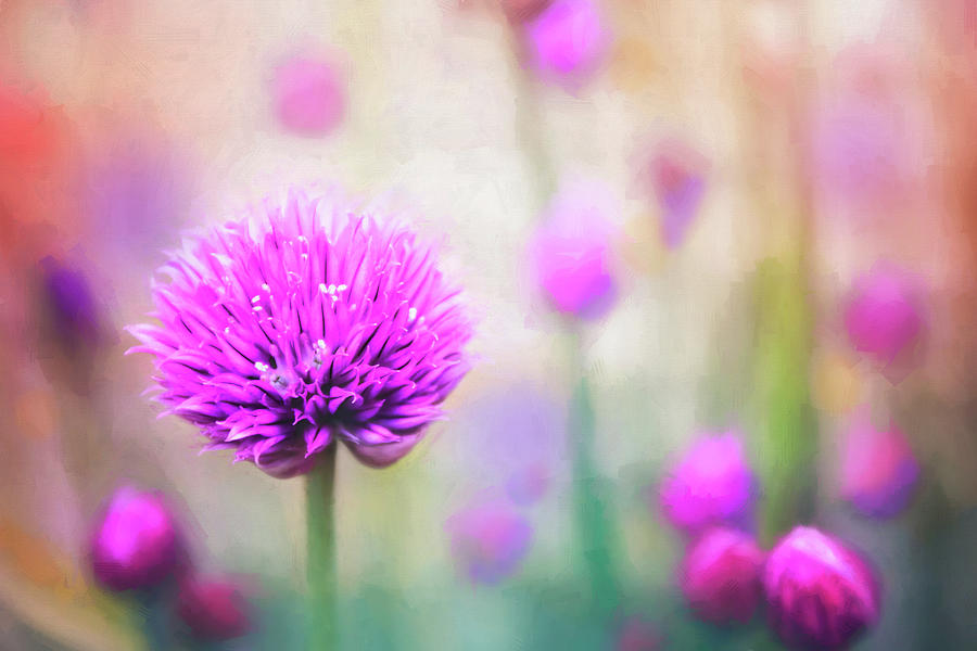 Colorful Flowering Chives Photograph by Carol Japp | Fine Art America