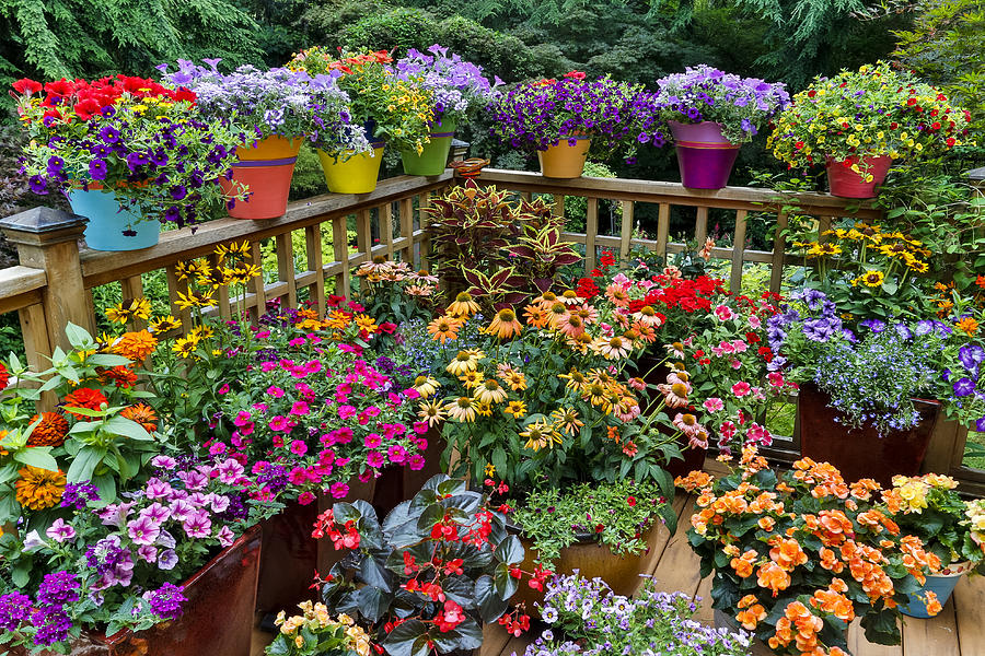 Colorful flowers and pots on deck Photograph by Darrell Gulin