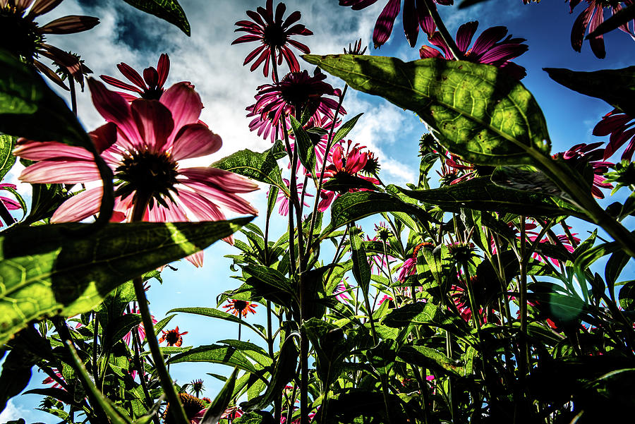 Colorful Flowers from a Low Angle Photograph by Anthony Doudt