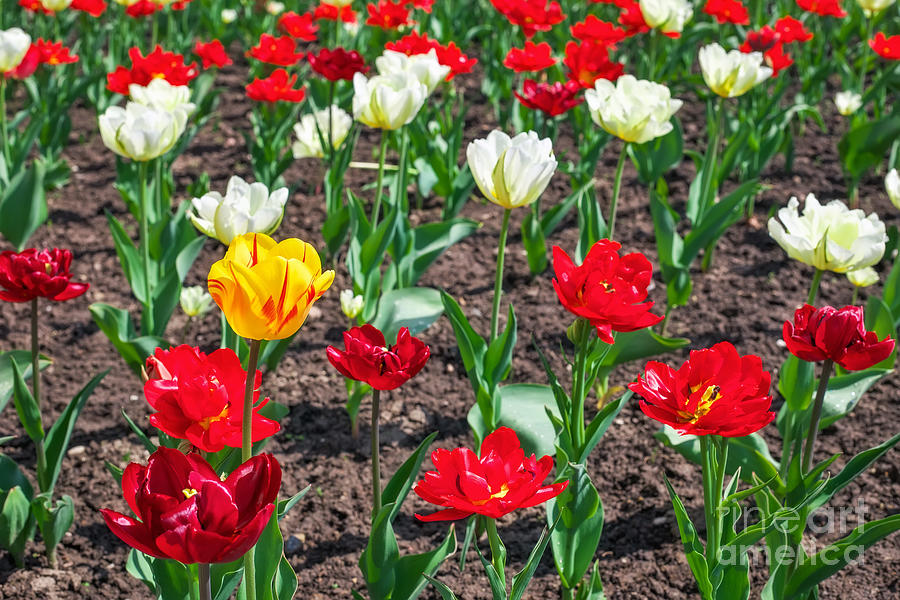 Colorful flowers in springtime. Tulips field Background Photograph by Boon Mee