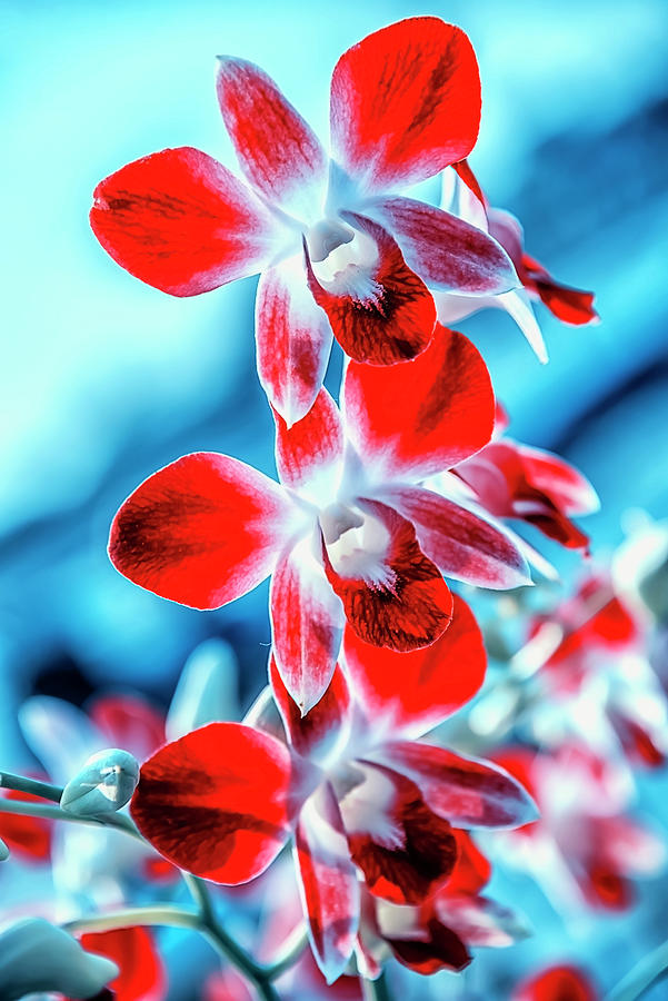 Colorful Flowers Photograph