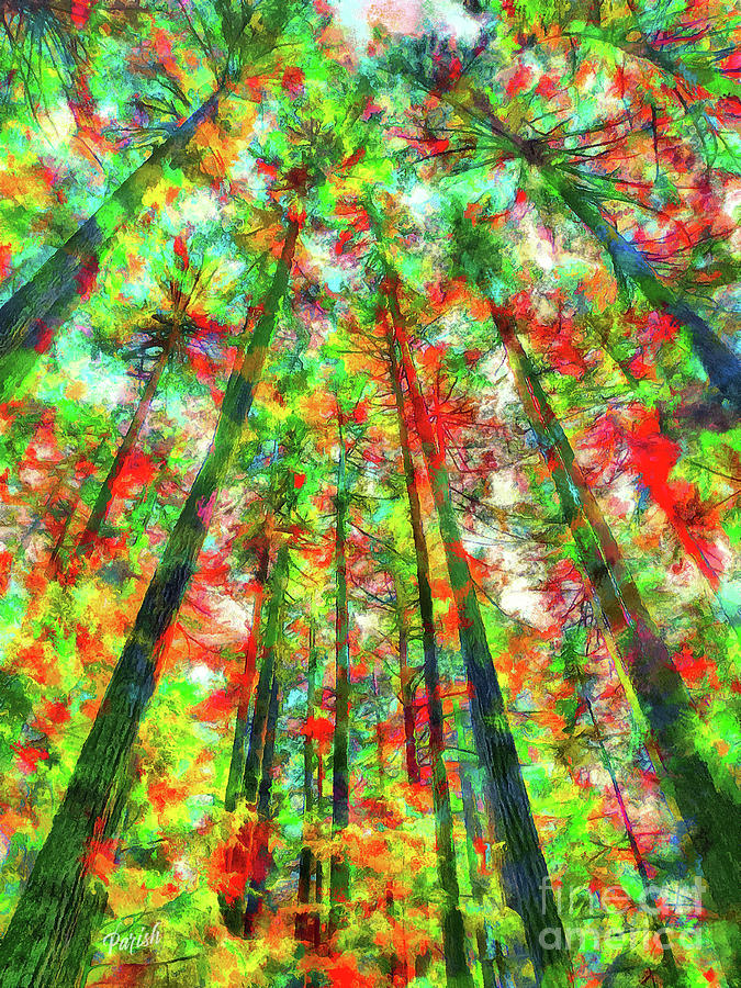 Colorful Forest #3 Photograph by Susan Parish