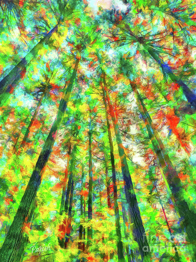Colorful Forest #4 Photograph by Susan Parish