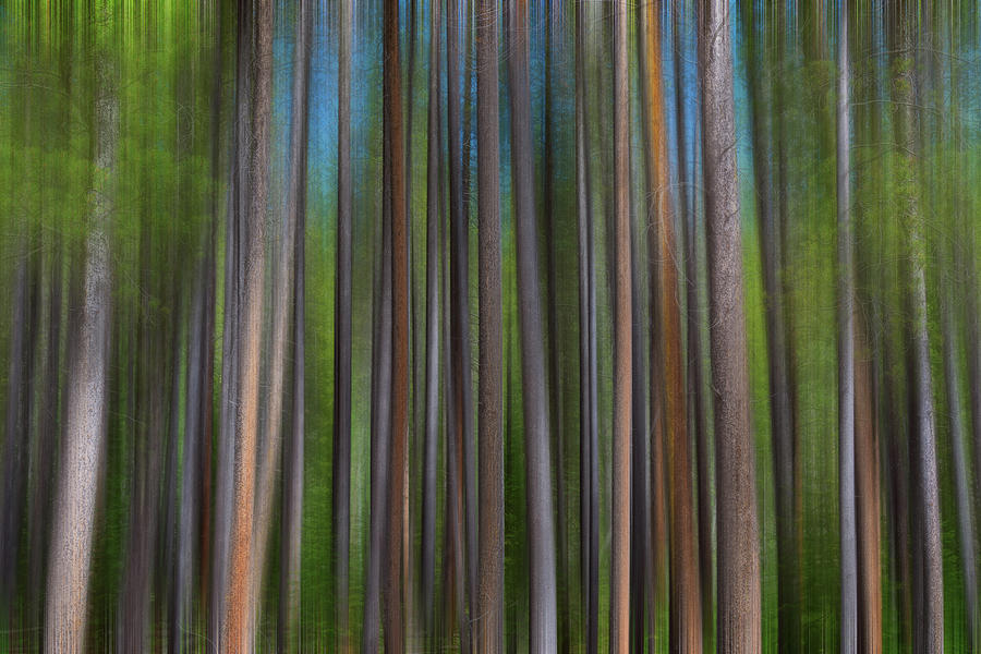 Colorful Forest Lines  Photograph by James BO Insogna