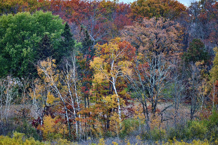 Colorful Forest Photograph by Paul Freidlund