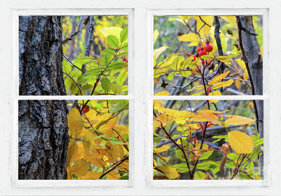 Colorful Forest Red Berries Whitewash Picture Window View Photograph by James BO Insogna