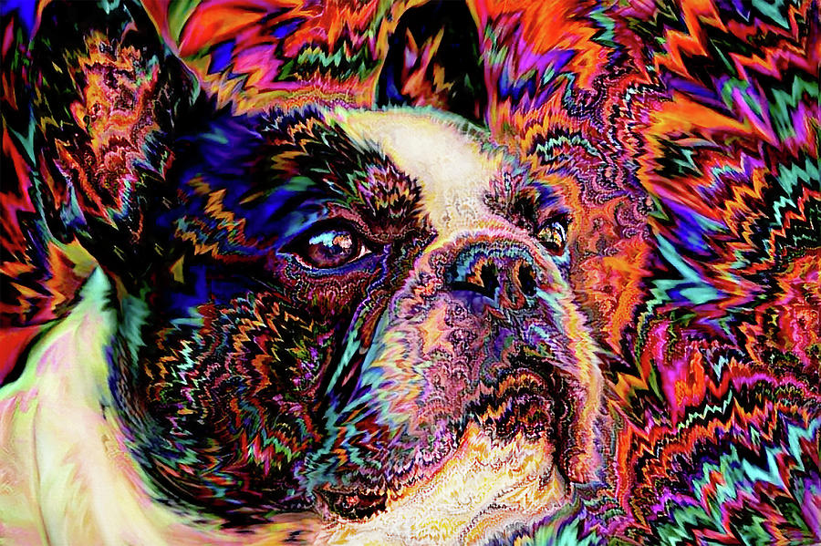 Colorful French Bulldog Pop Art Digital Art by Peggy Collins
