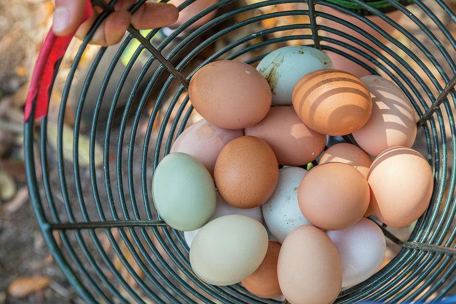 Colorful Fresh Eggs Photograph by Lindley Johnson