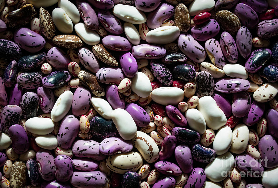 Colorful Fruit Beans Photograph by Jozef Jankola - Fine Art America