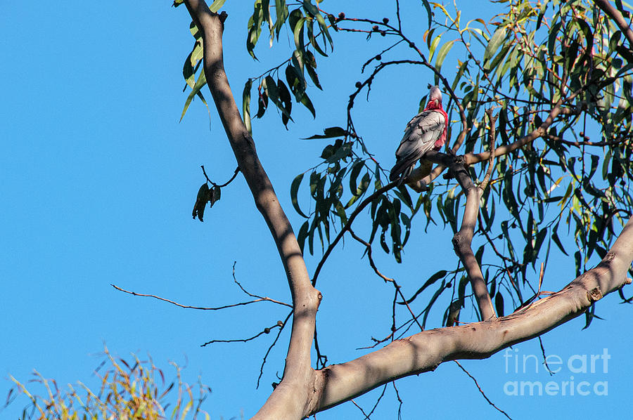 Colorful Galah Cockatoo Photograph by Bob Phillips