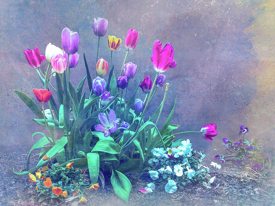 Colorful Garden Tulips Photograph by Patti Deters