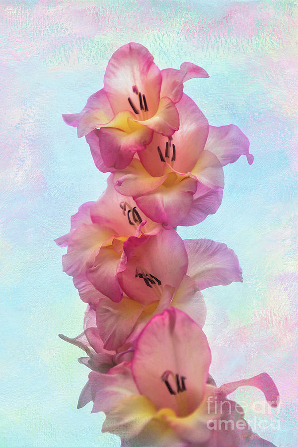 Colorful Gladiolus  Photograph by Amy Dundon