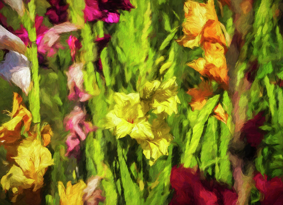 Colorful Gladiolus Closeup Photograph