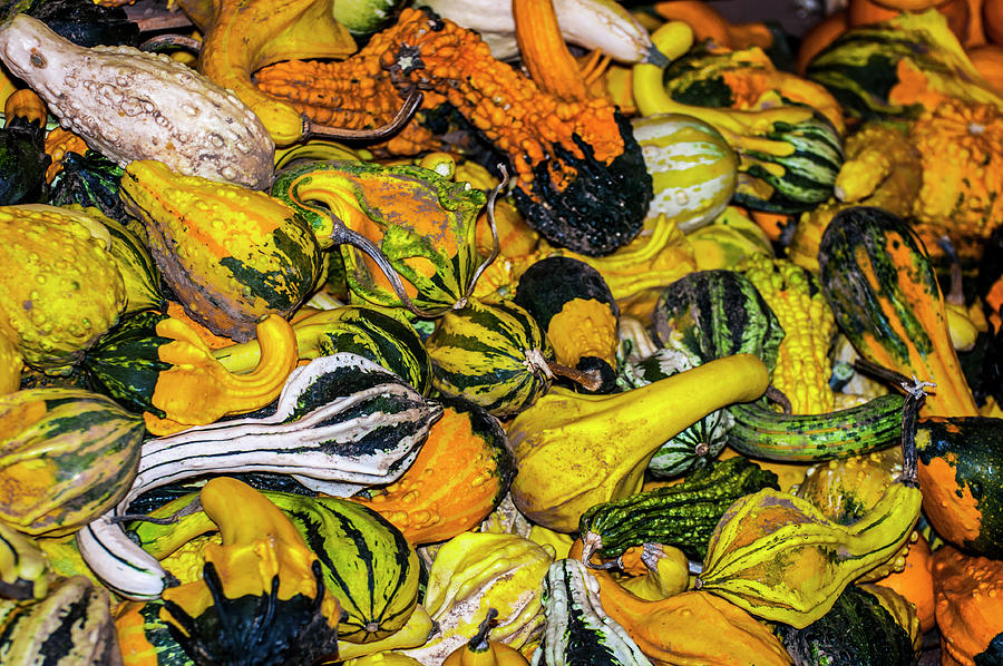 Fall Photograph - Colorful Gourds by Robert Estes