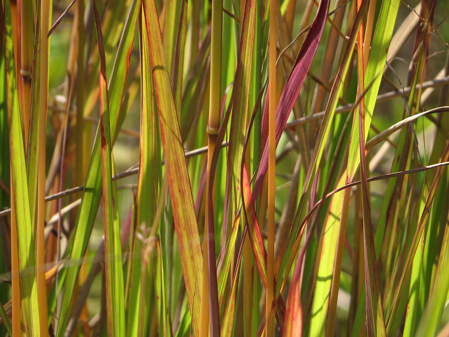 Colorful Grasses - #15896 Photograph by StormBringer Photography