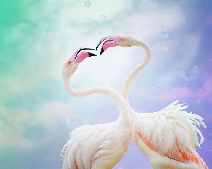 Colorful, Happy Flamingos Photograph by Vicki Jauron