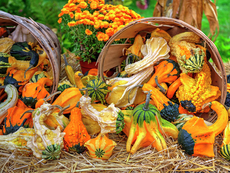 Colorful Harvest Photograph by Robert Harris