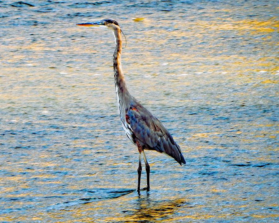 Colorful Heron Photograph by Andrew Lawrence - Fine Art America