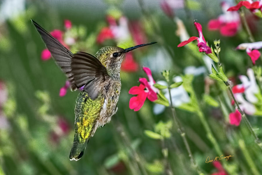 Colorful Hummer Photograph by Dan McGeorge
