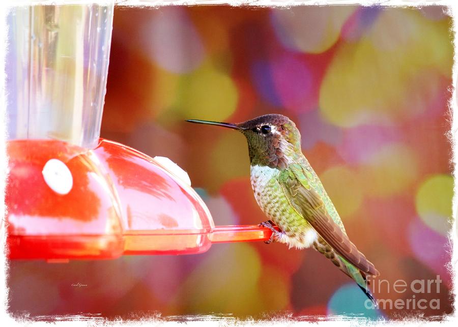 Colorful Hummingbird - Digital Art 2 Photograph by Carol Groenen