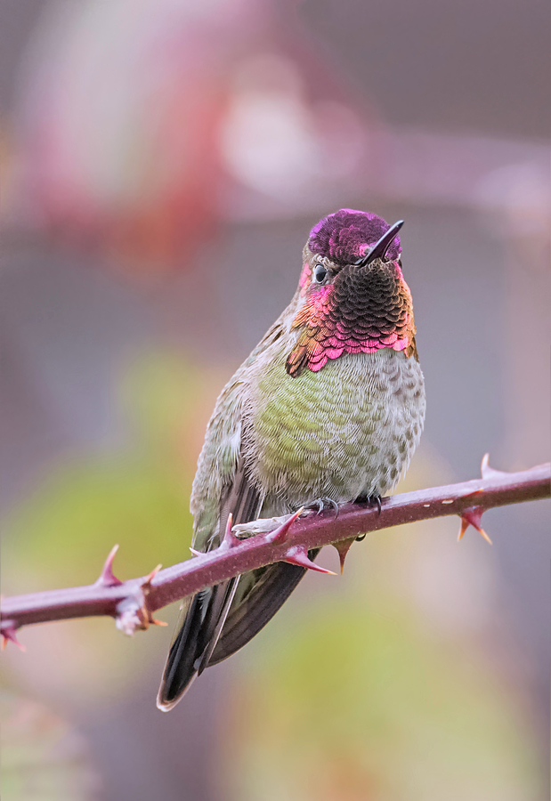 Colorful Hummingbird Photograph by Loree Johnson