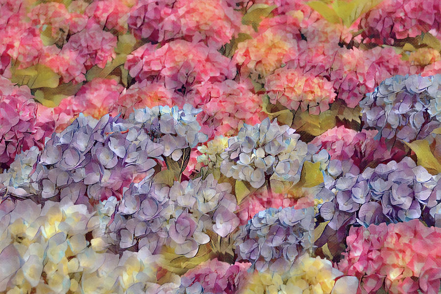 Colorful Hydrangea Flower Abstract Digital Art by Gaby Ethington