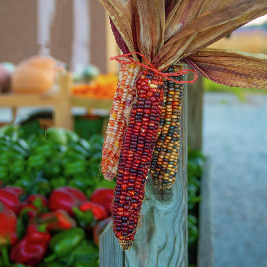 Colorful Indian Corn-Howard County, Indiana Photograph by William ...