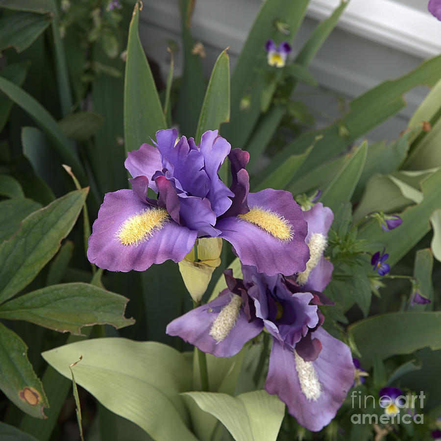 Iris Photograph - Colorful Iris Bloooms by Kae Cheatham