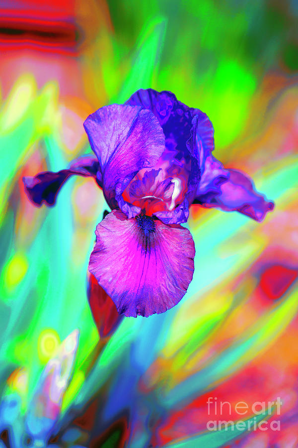 Colorful Iris Photograph by Cathy Donohoue